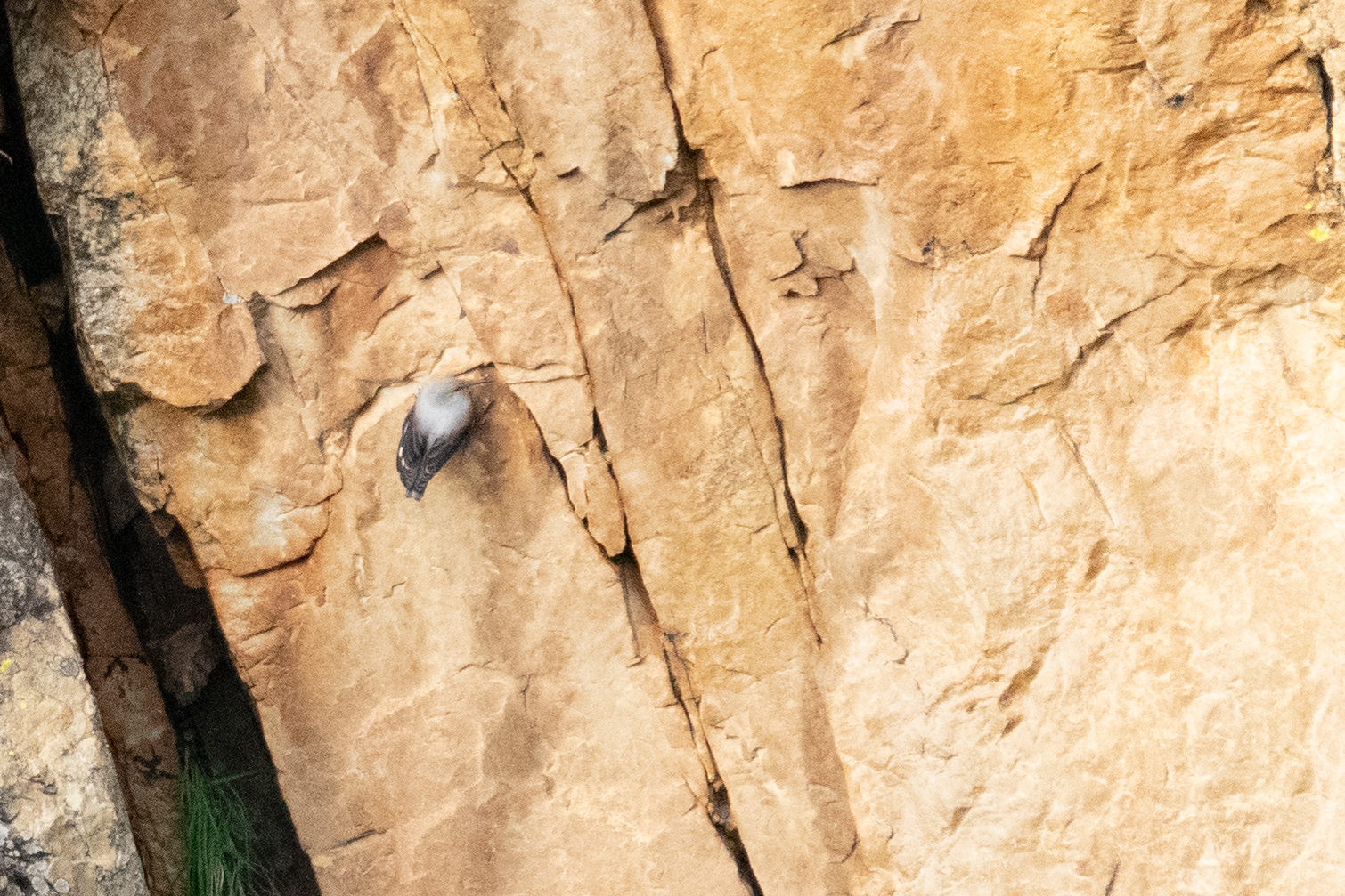 Wallcreeper (Tichodroma muraria), photo 6