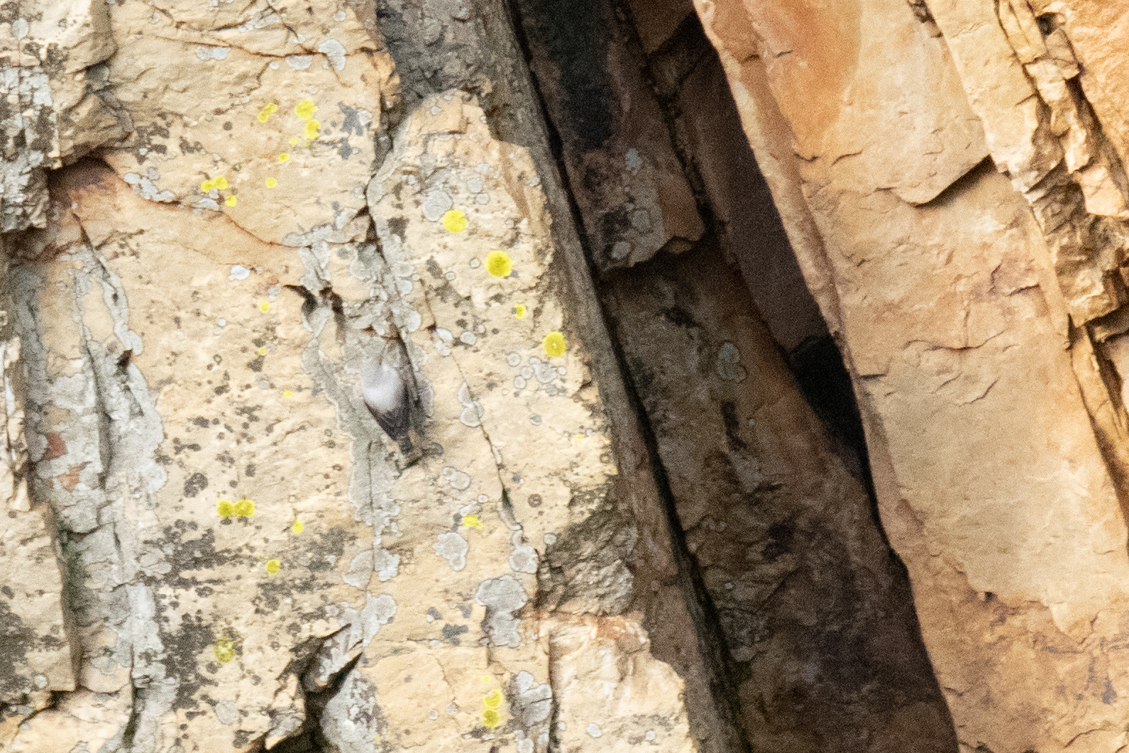 Wallcreeper (Tichodroma muraria), photo 2