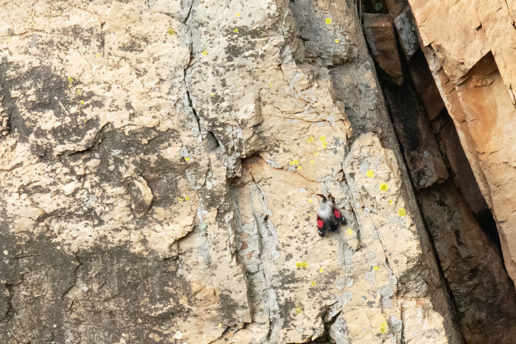 Wallcreeper (Tichodroma muraria), photo 1