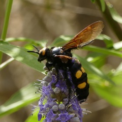 Megascolia maculata flavifrons