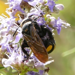 Megascolia maculata flavifrons