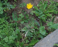 Sonchus tenerrimus