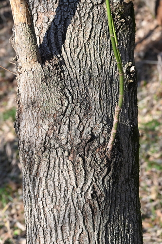 Ash-leaf maple