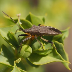 Dicranocephalus albipes