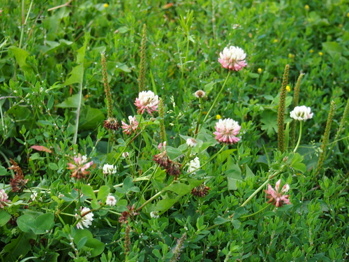 ďatelina hybridná (Trifolium hybridum)