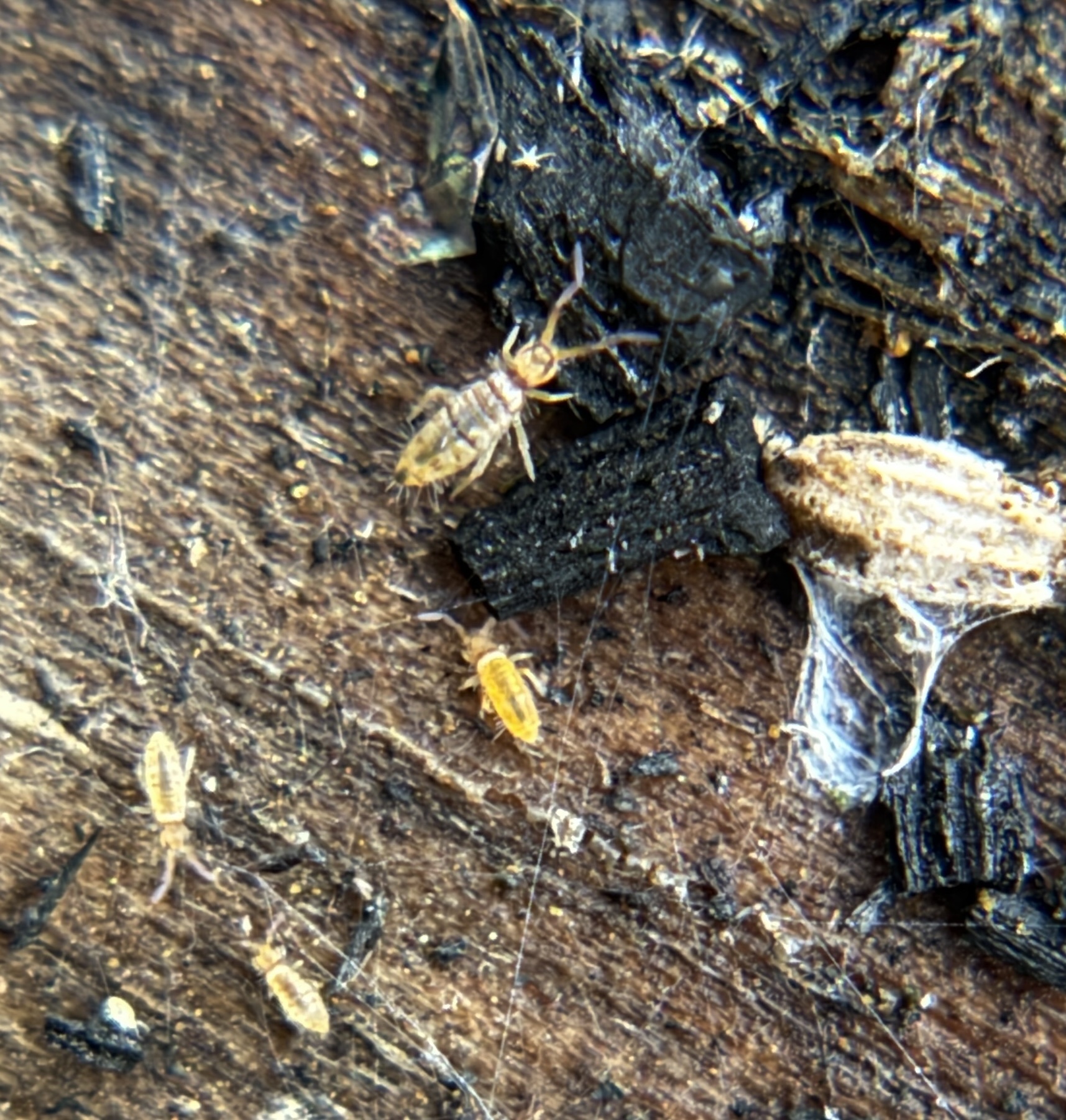 Entomobrya atrocincta Schött, 1896