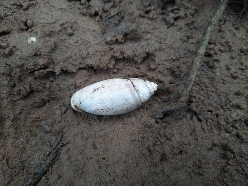 Ellobium aurisjudae observed 2026-01-04