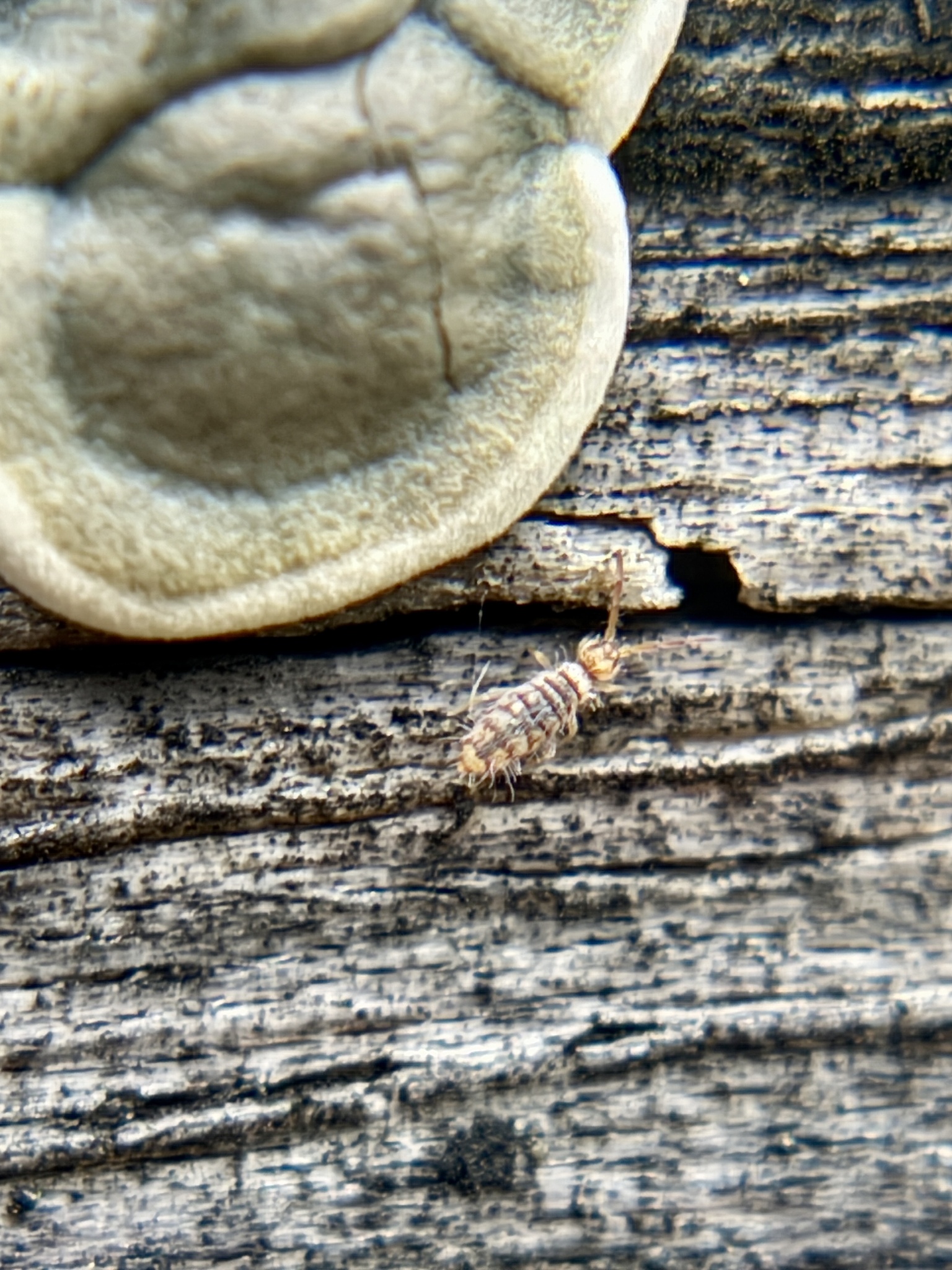 Entomobrya atrocincta Schött, 1896
