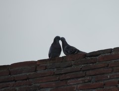 Columba livia domestica