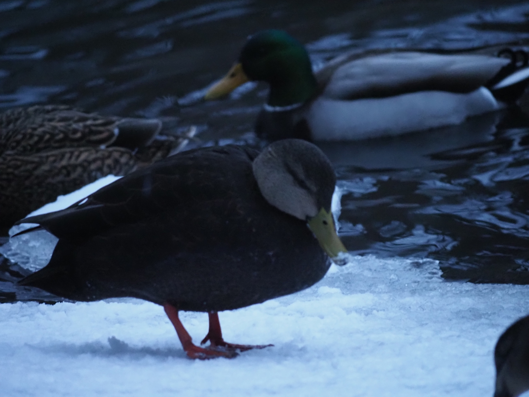 American Black Duck (Anas rubripes), photo 4