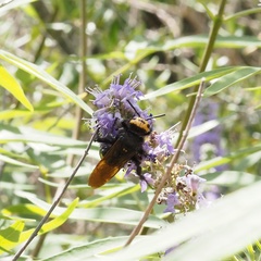 Megascolia maculata flavifrons