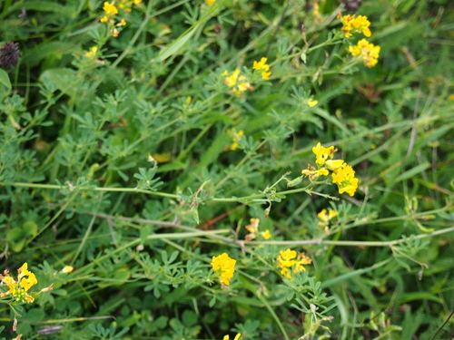 lucerna kosákovitá (Medicago falcata)