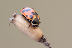 Hippodamia septemmaculata