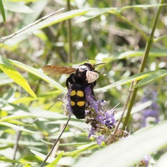 Megascolia maculata flavifrons
