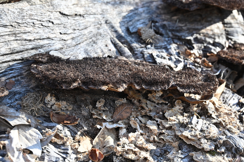 Hexagonia hydnoides · January 2026 · photo: © vince13 (iNaturalist, cc0)