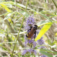 Megascolia maculata flavifrons
