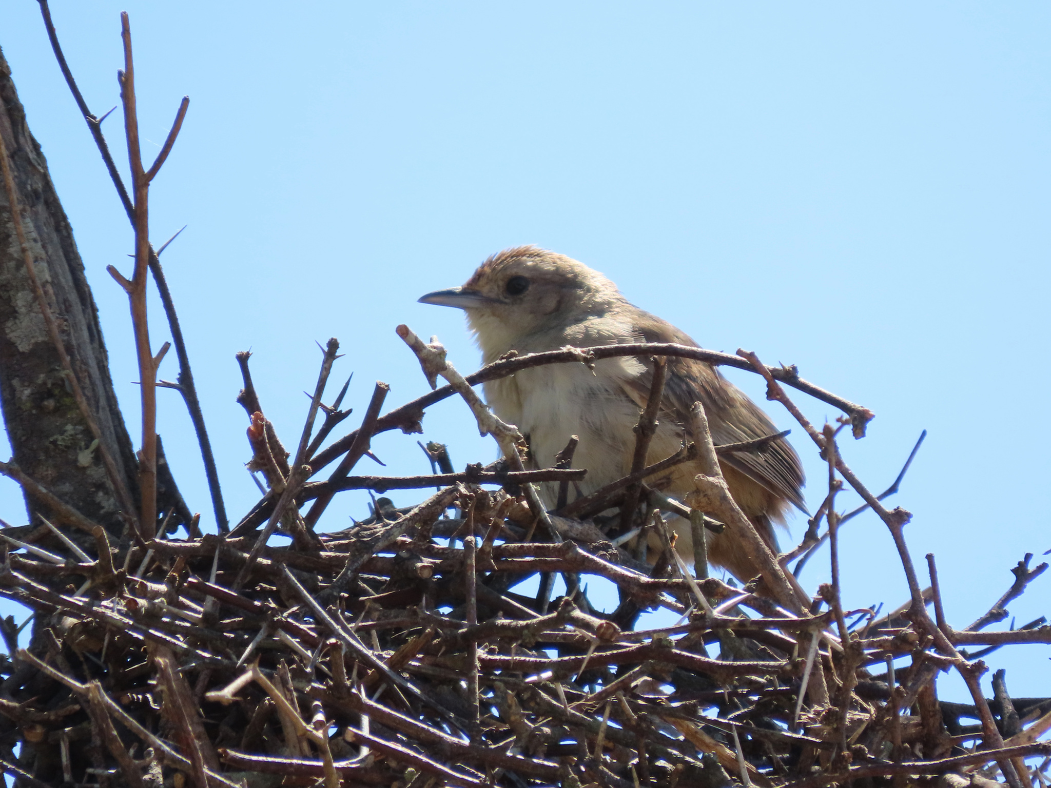 Little Thornbird (Phacellodomus sibilatrix), photo 1