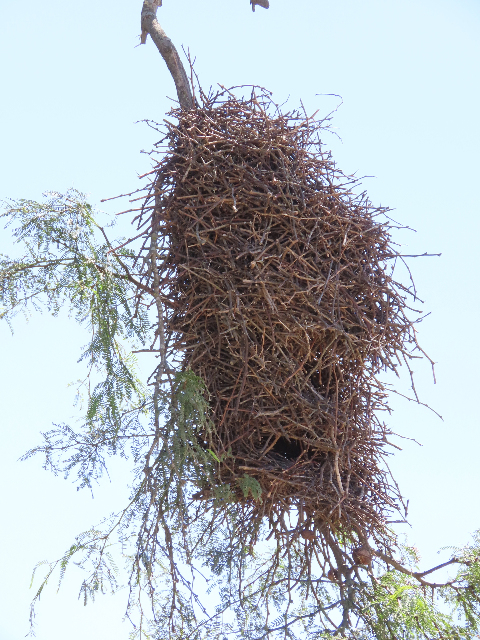 Little Thornbird (Phacellodomus sibilatrix), photo 2