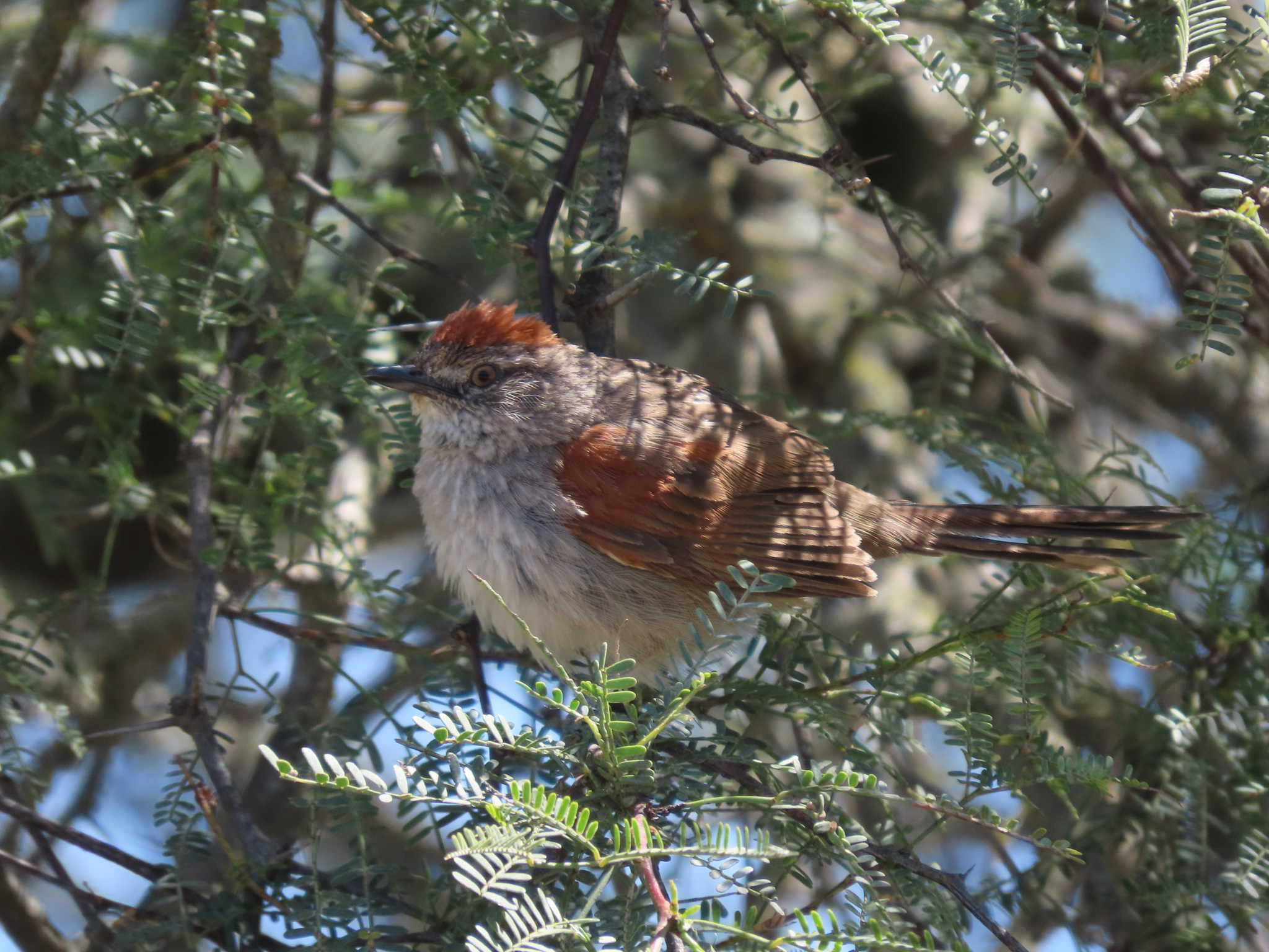 Pale-breasted Spinetail (Synallaxis albescens), photo 1