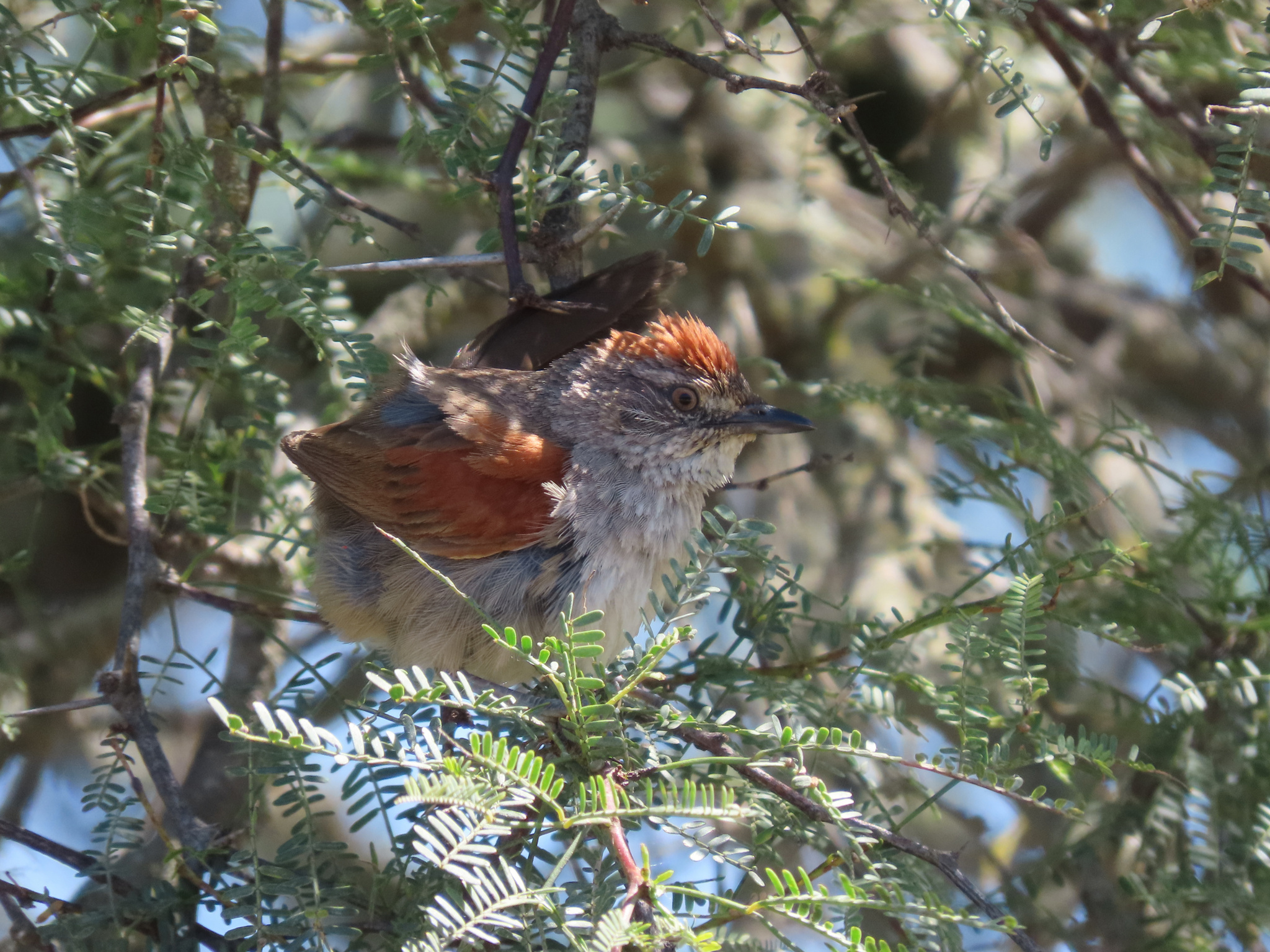 Pale-breasted Spinetail (Synallaxis albescens), photo 2