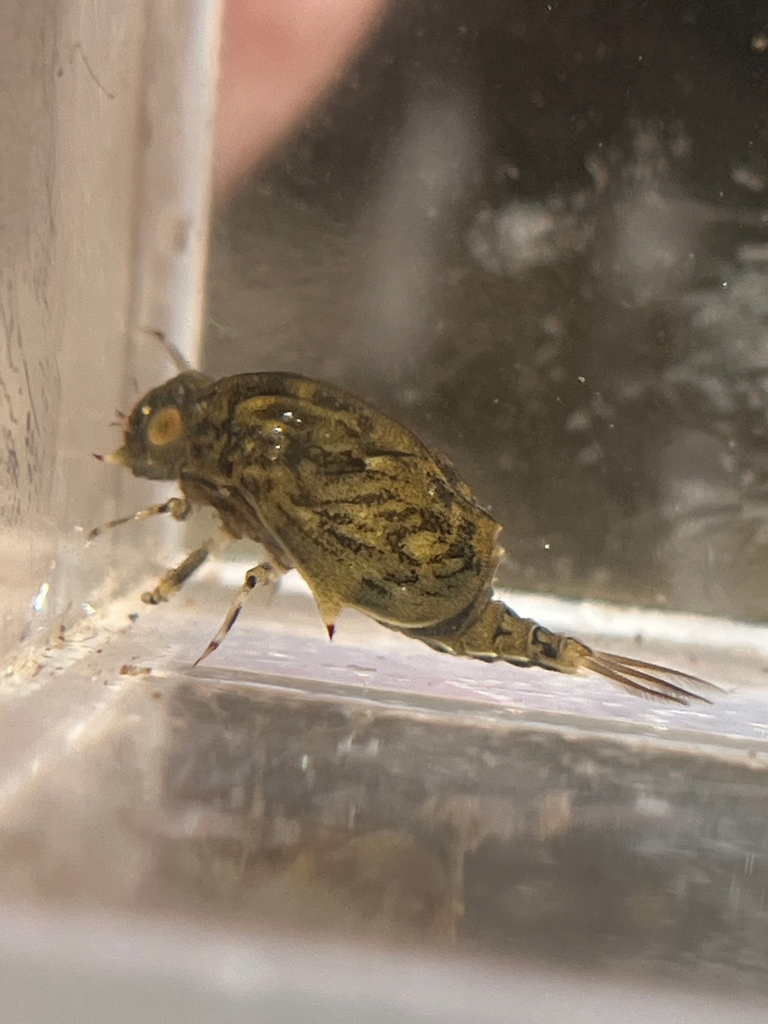 Carapacea