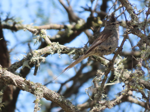 Tufted Tit-Spinetail (Leptasthenura platensis)