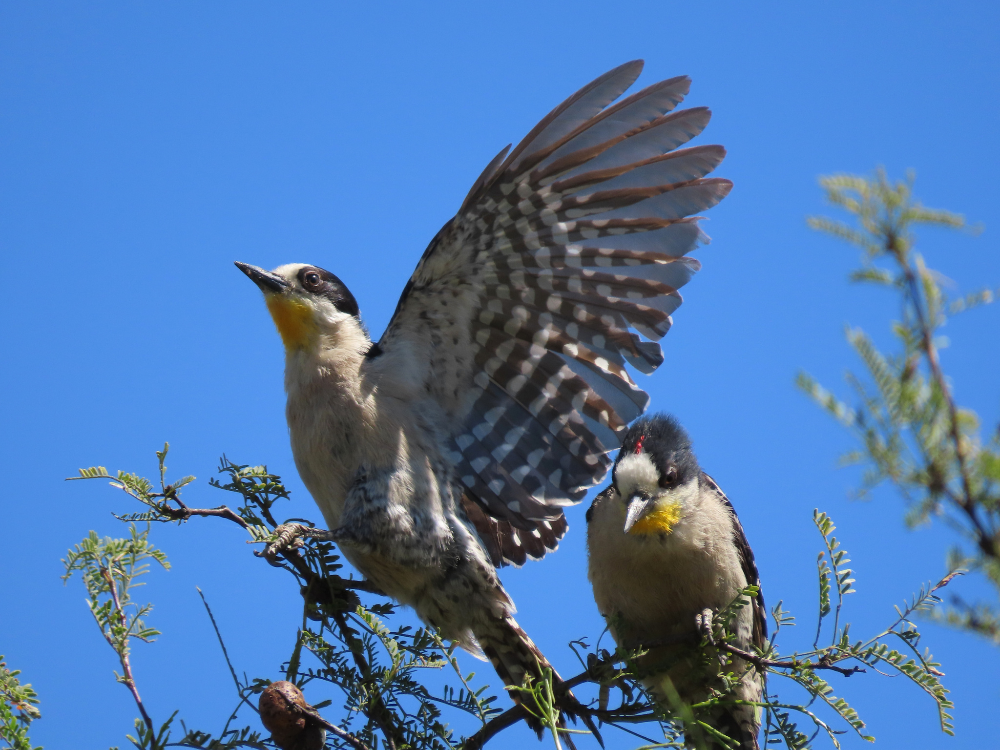 White-fronted Woodpecker (Melanerpes cactorum), photo 2