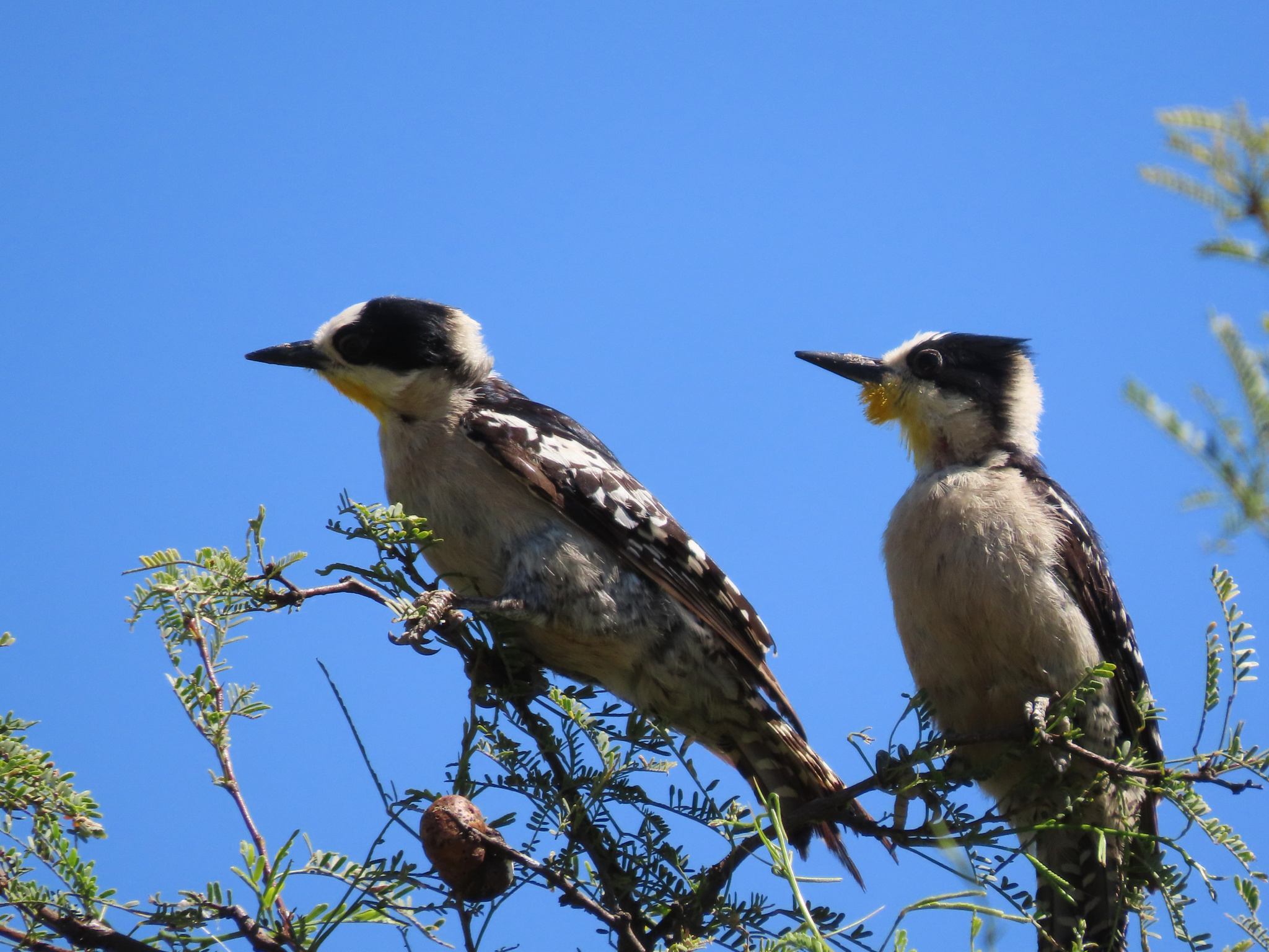 White-fronted Woodpecker (Melanerpes cactorum), photo 3