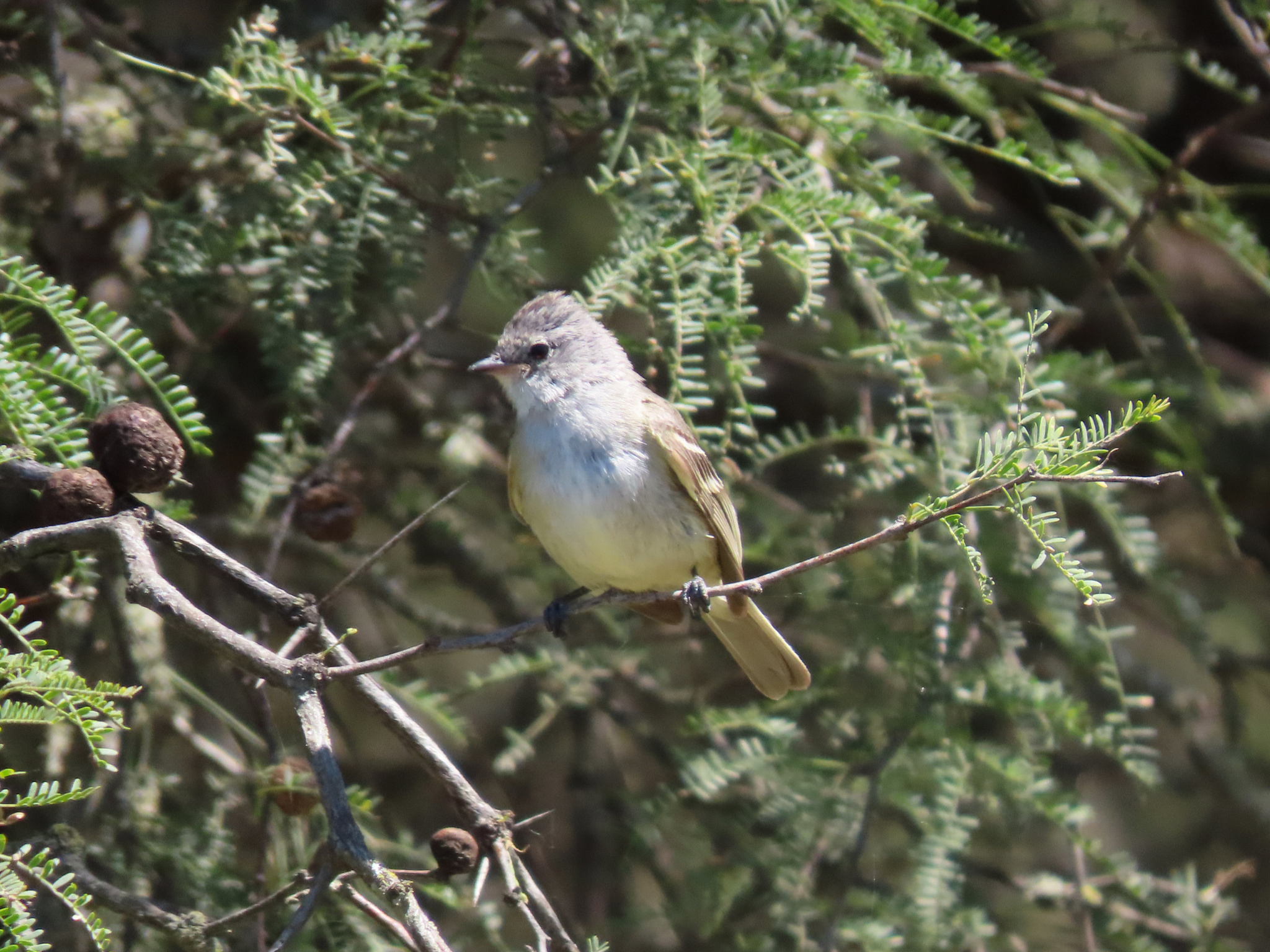 Southern Beardless Tyrannulet (Camptostoma obsoletum), photo 2