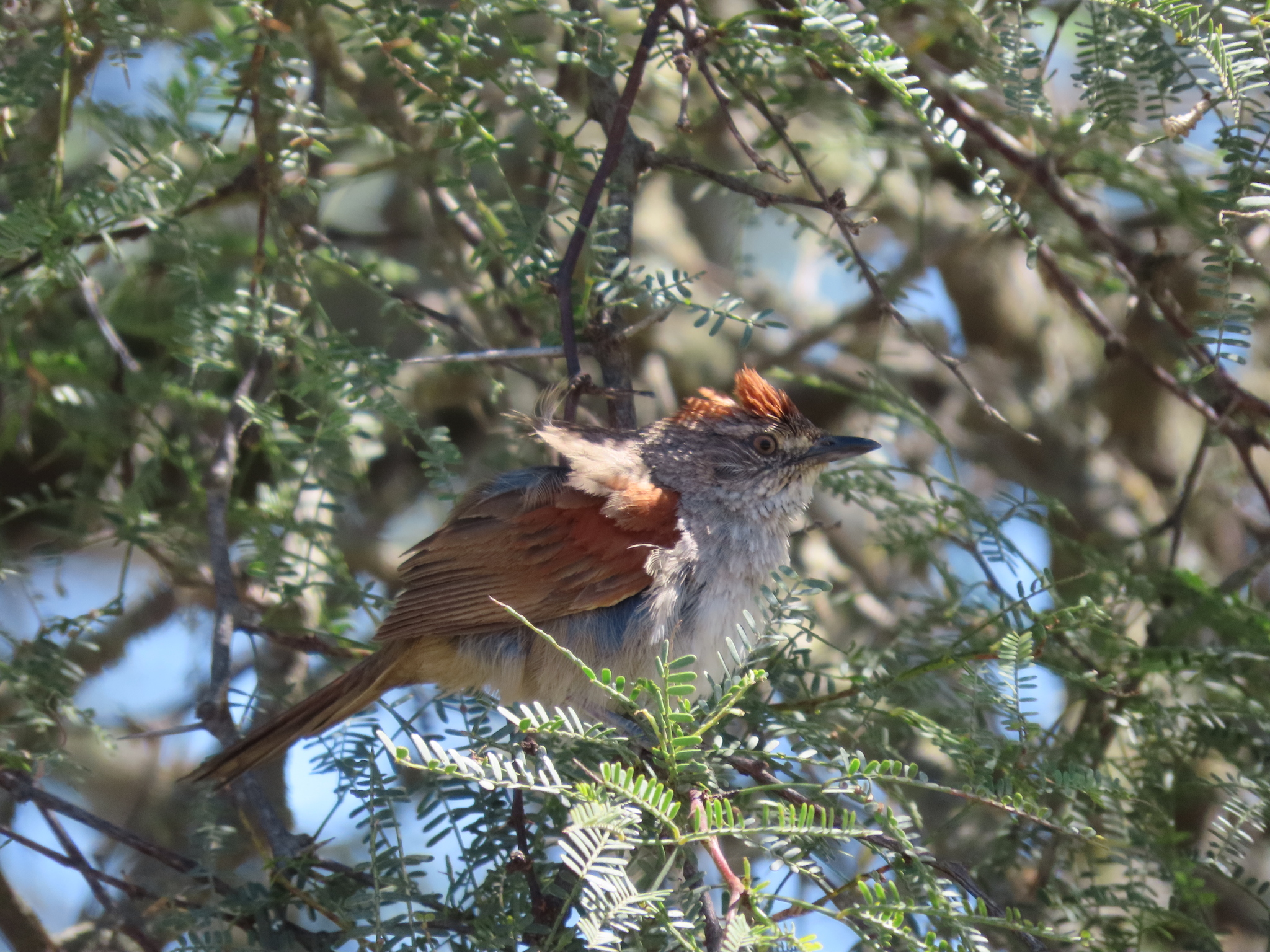 Pale-breasted Spinetail (Synallaxis albescens), photo 3