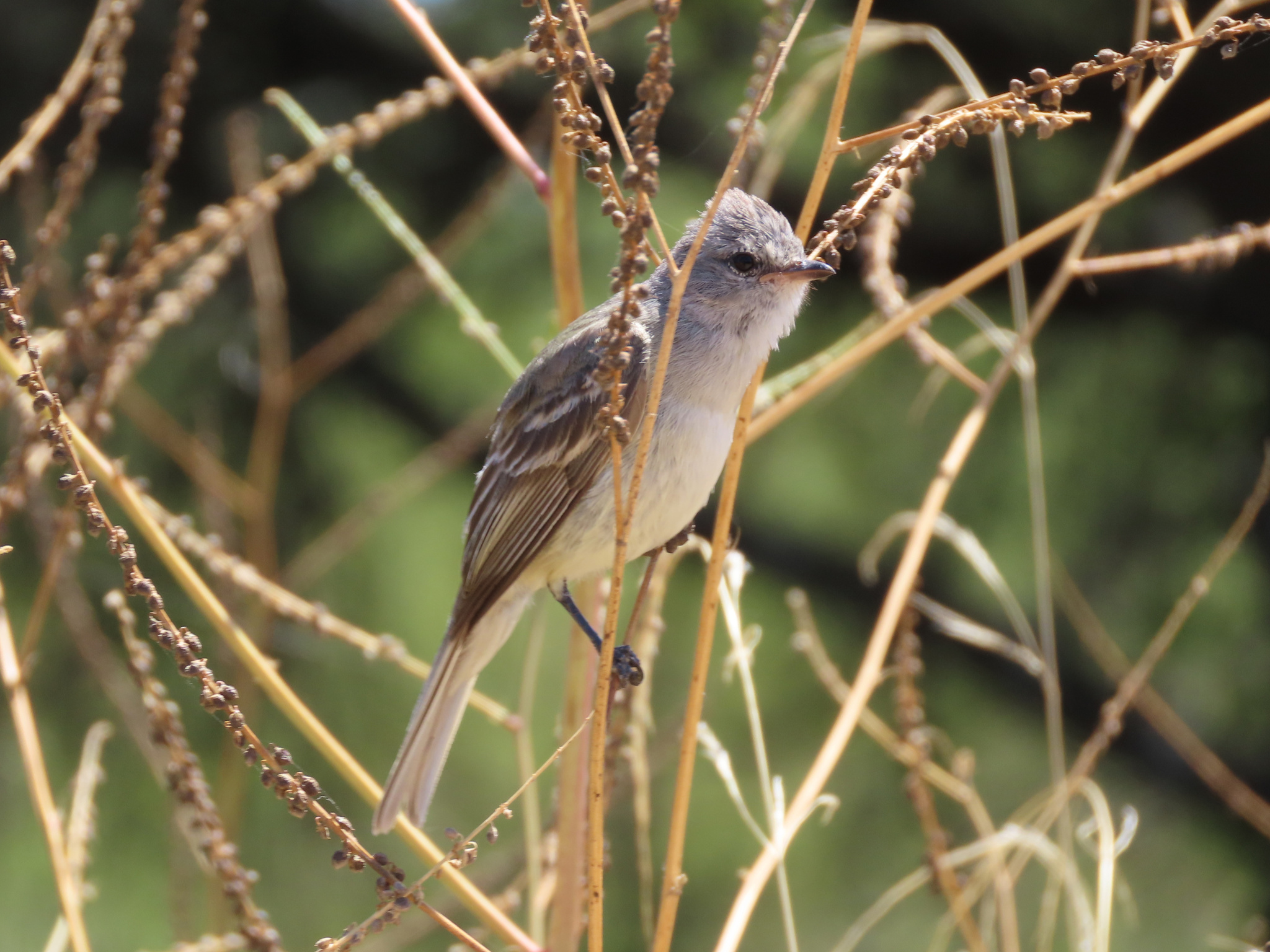 Southern Beardless Tyrannulet (Camptostoma obsoletum), photo 3
