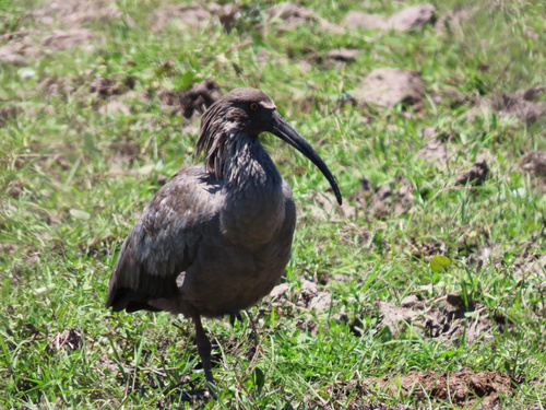 Plumbeous Ibis (Theristicus caerulescens)