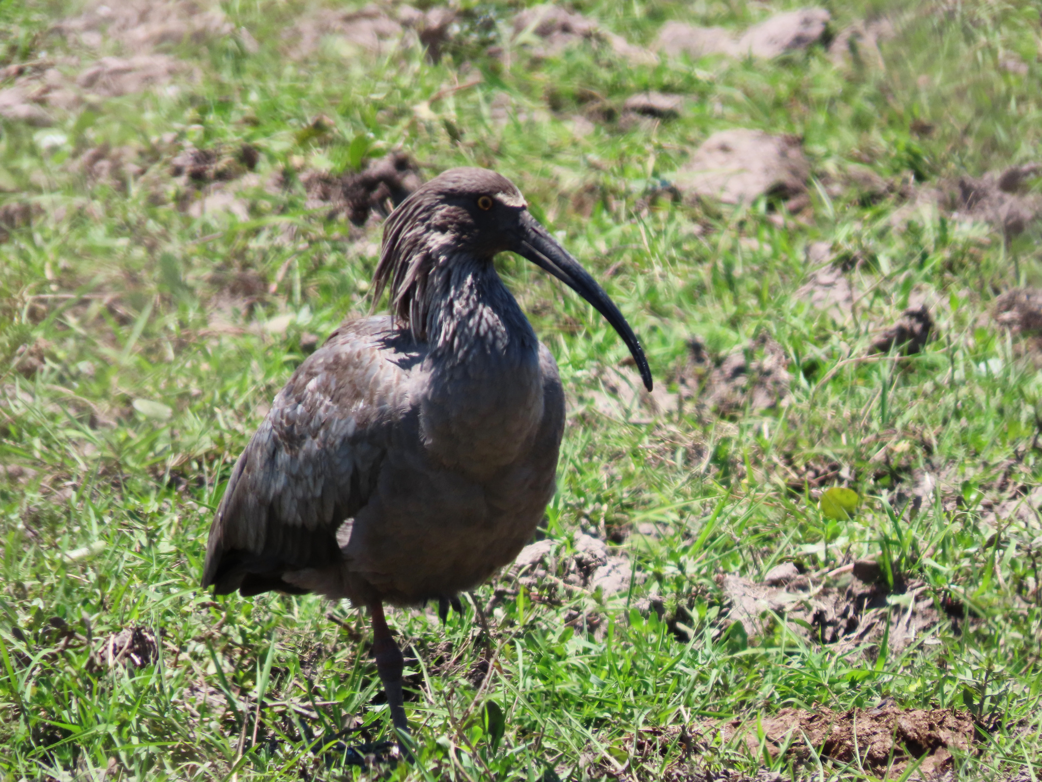 Plumbeous Ibis (Theristicus caerulescens), photo 1
