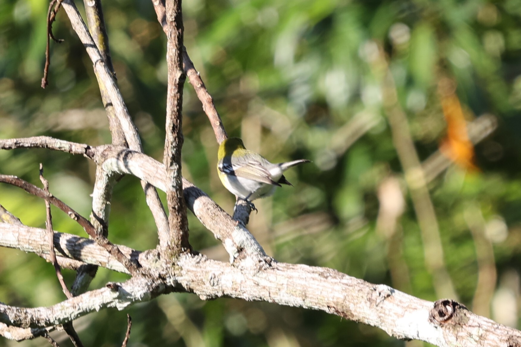 Yellow-throated Vireo (Vireo flavifrons), photo 9