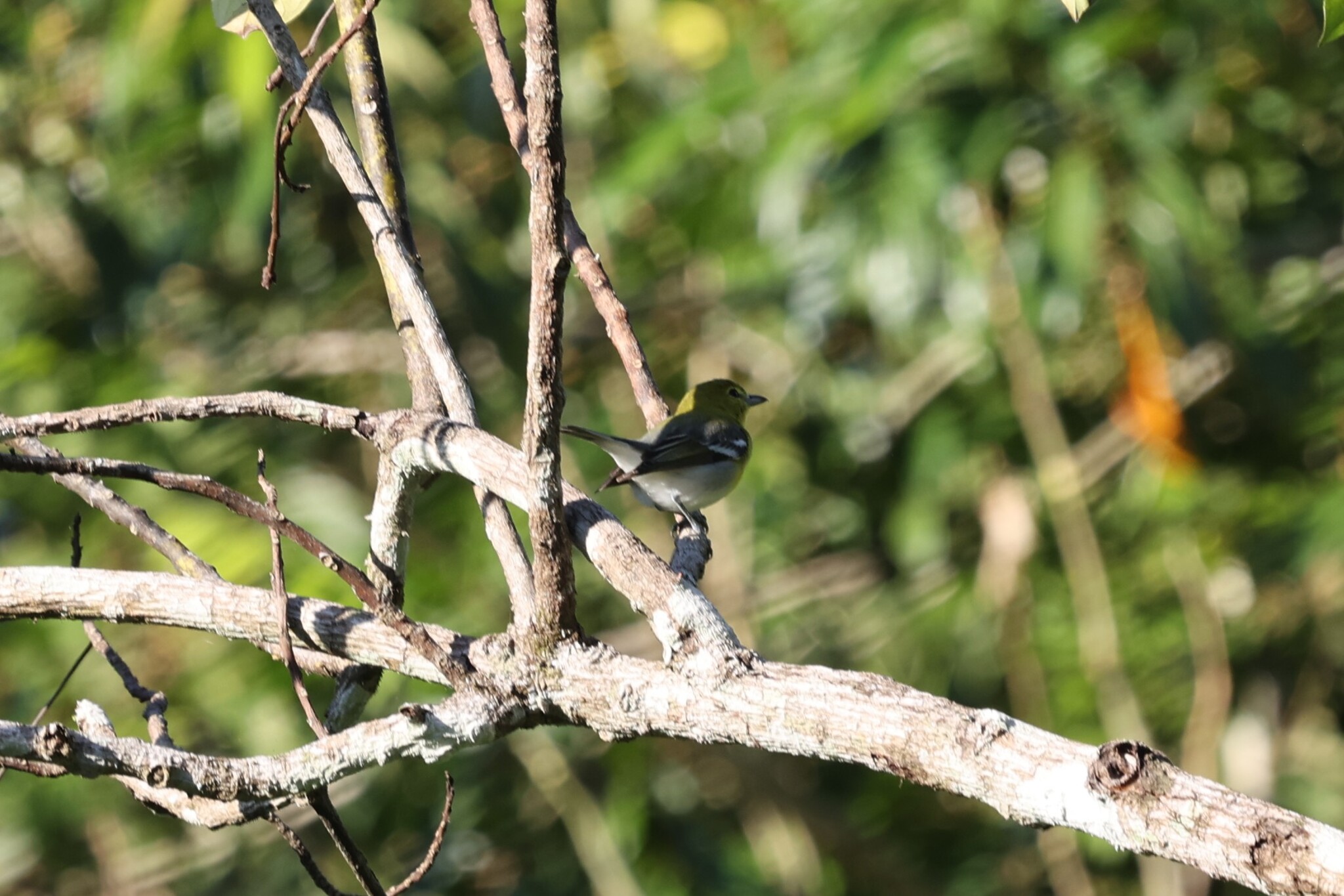 Yellow-throated Vireo (Vireo flavifrons), photo 10