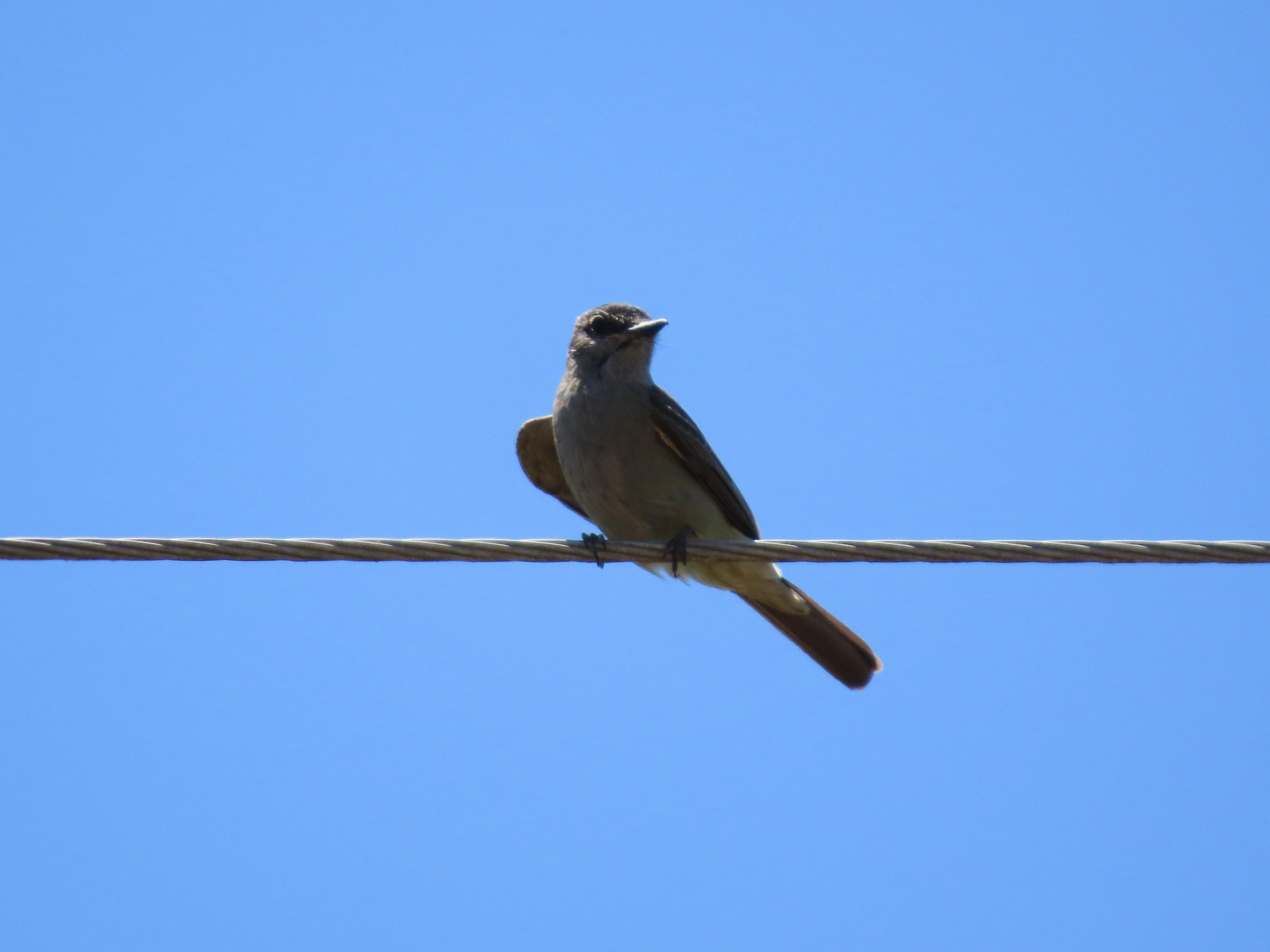 Crowned Slaty Flycatcher (Empidonomus aurantioatrocristatus), photo 2