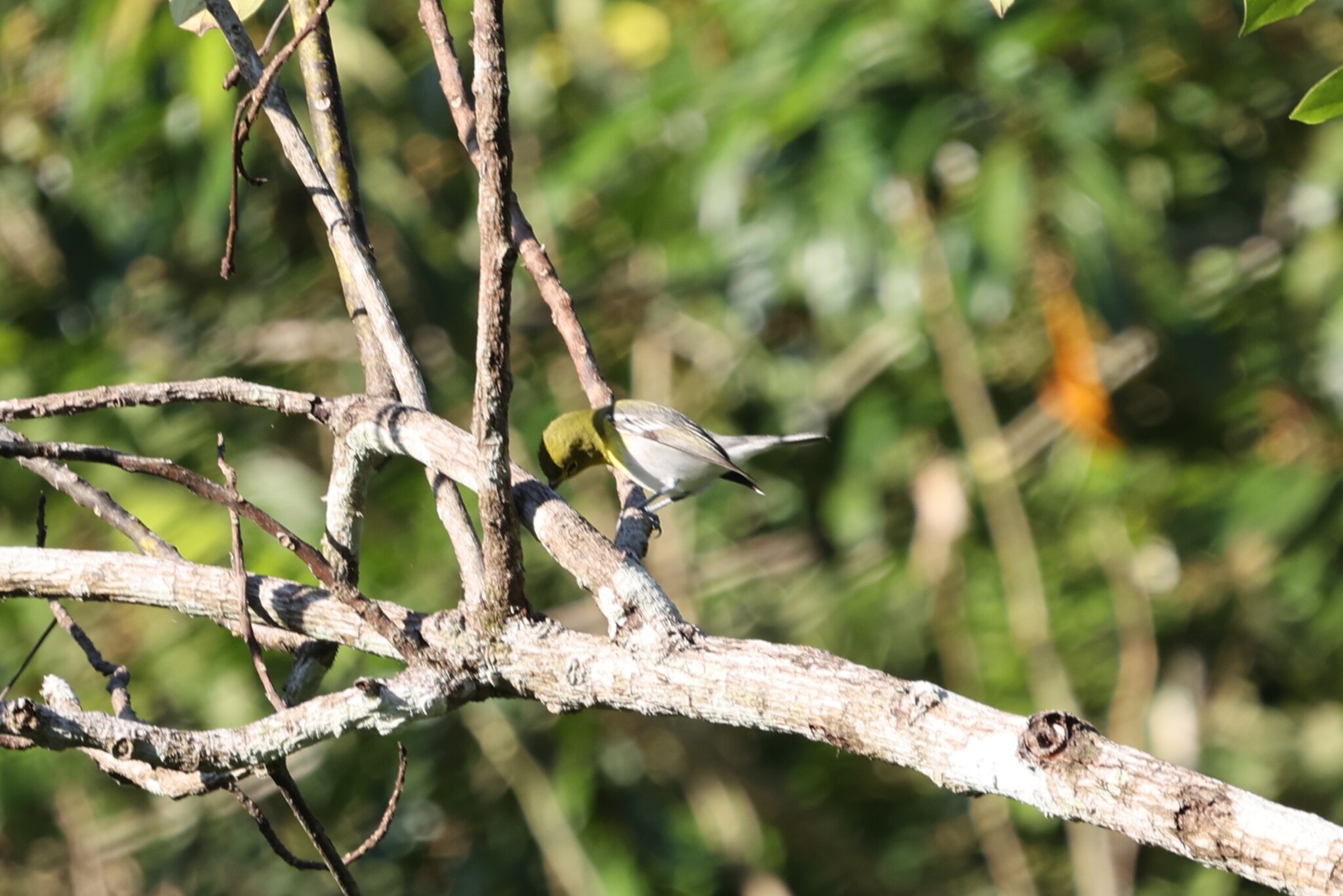 Yellow-throated Vireo (Vireo flavifrons), photo 8