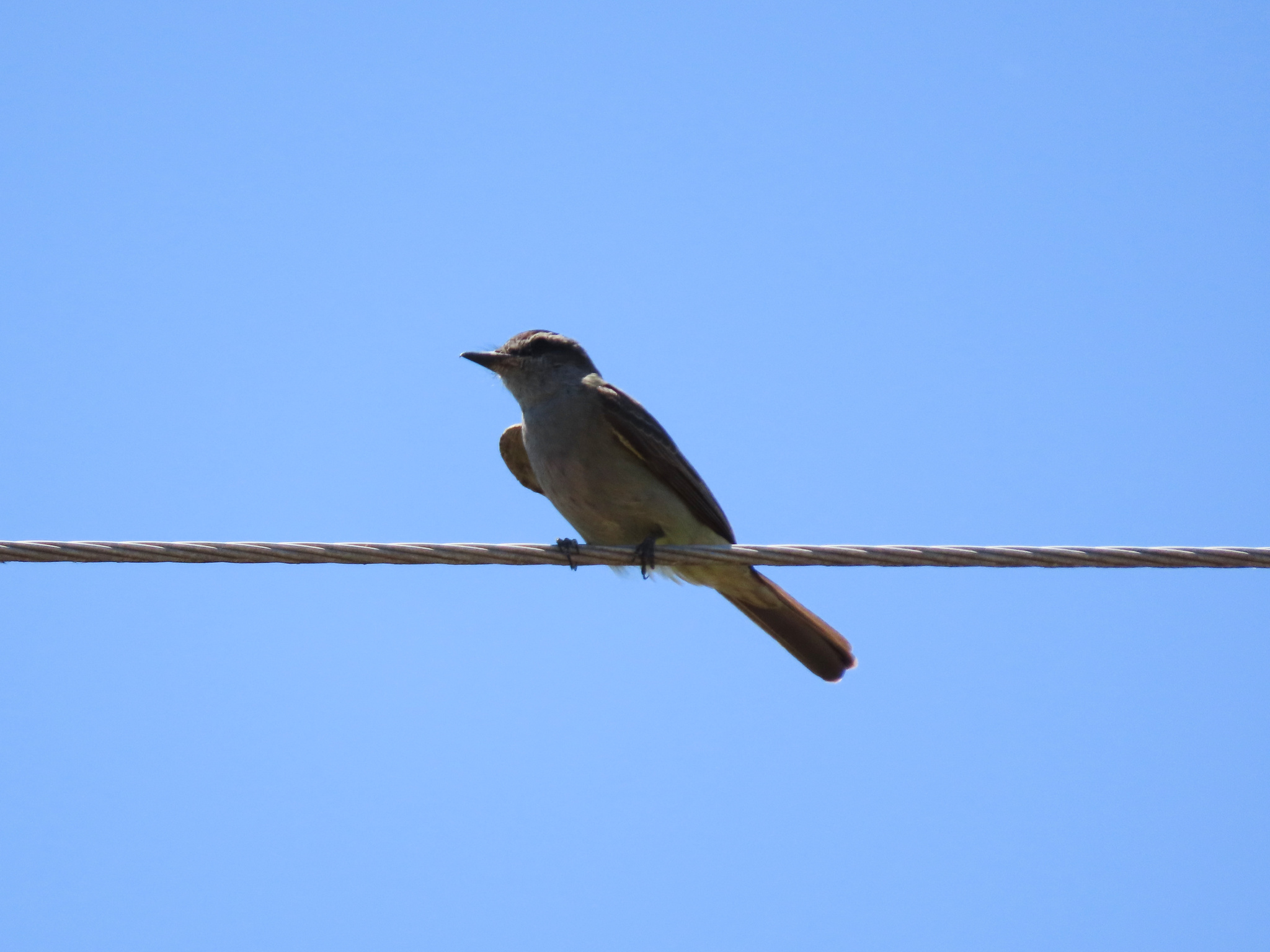 Crowned Slaty Flycatcher (Empidonomus aurantioatrocristatus), photo 7
