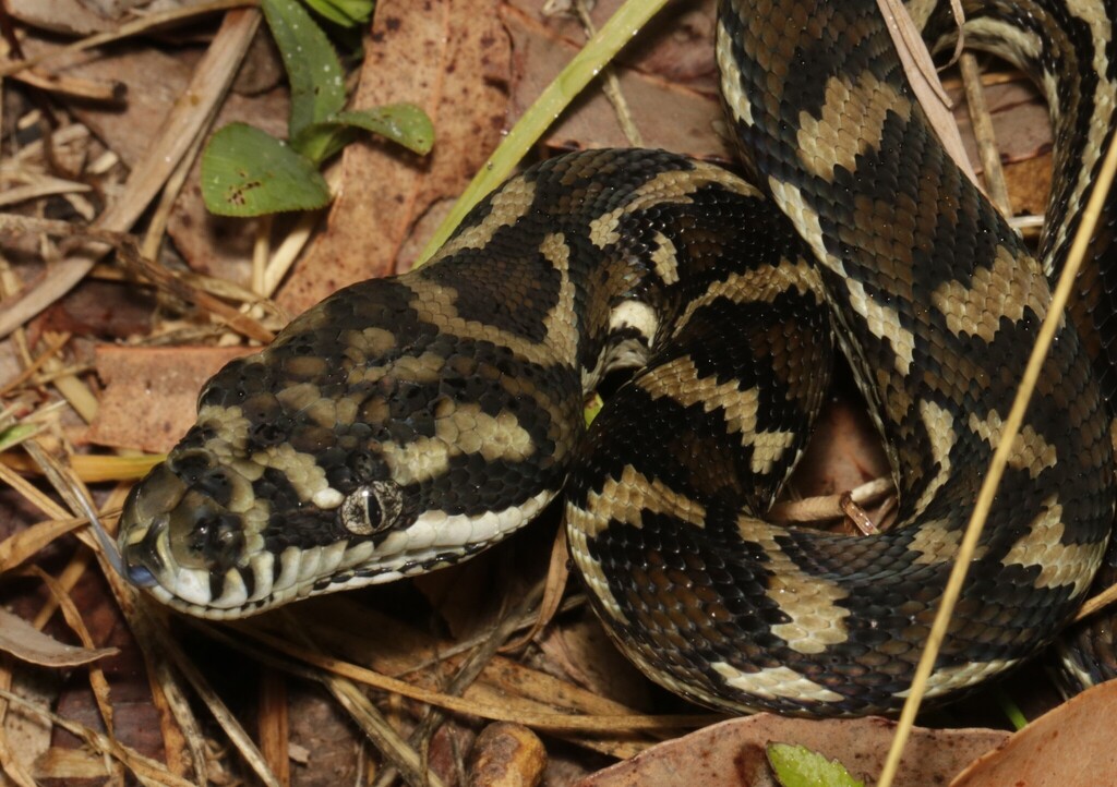 Pythonidae