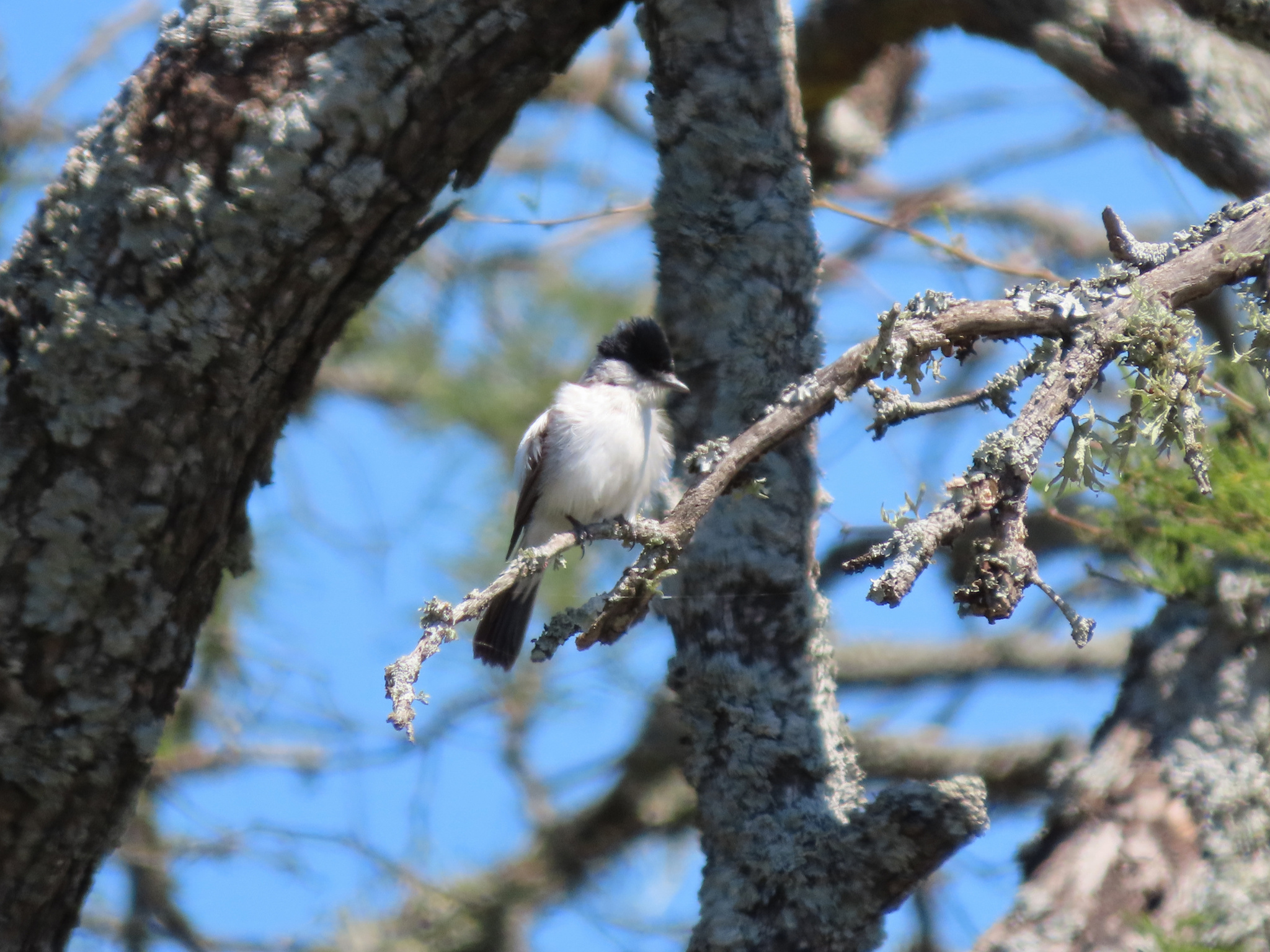 White-naped Xenopsaris (Xenopsaris albinucha), photo 2