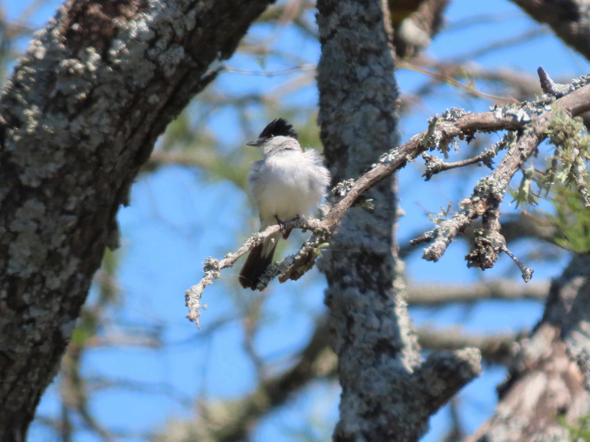White-naped Xenopsaris (Xenopsaris albinucha), photo 1