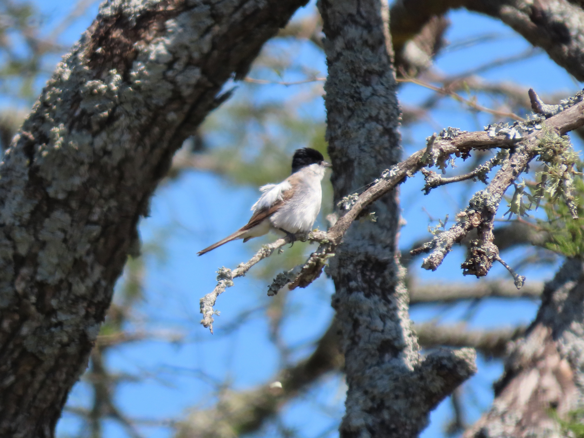 White-naped Xenopsaris (Xenopsaris albinucha), photo 3