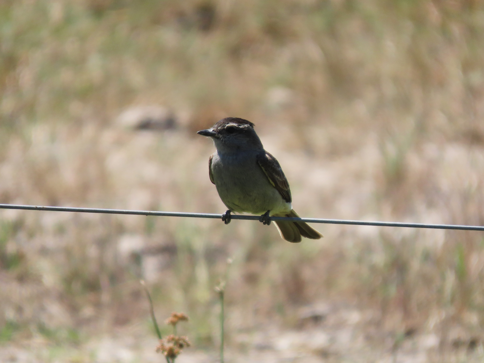 Crowned Slaty Flycatcher (Empidonomus aurantioatrocristatus), photo 1