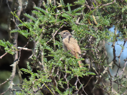 Short-billed Canastero (Asthenes baeri)