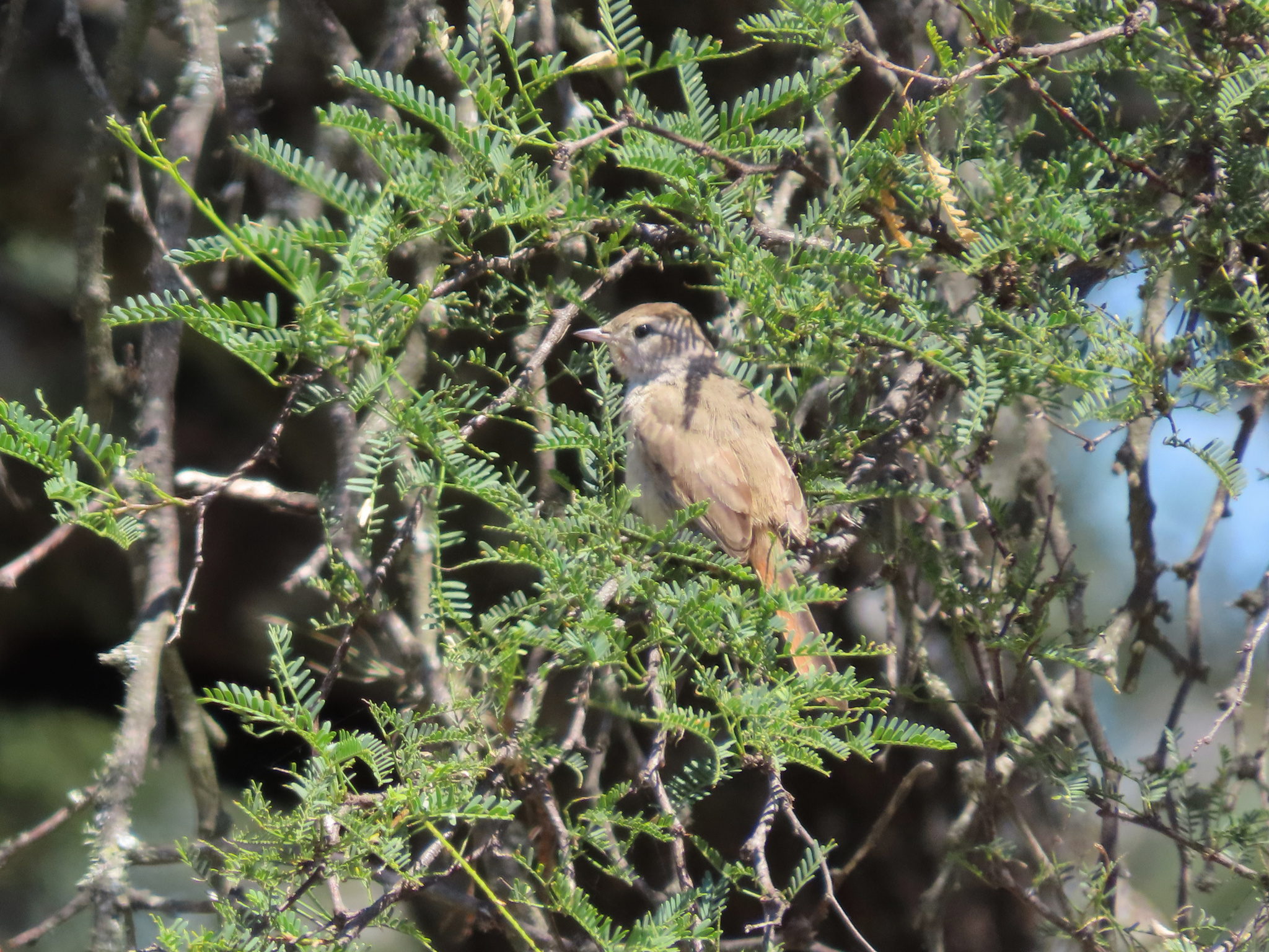 Short-billed Canastero (Asthenes baeri), photo 1