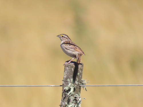 Grassland Sparrow (Ammodramus humeralis), photo 3
