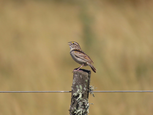 Grassland Sparrow (Ammodramus humeralis), photo 4