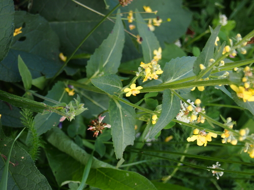 divozel kukučkovitý (Verbascum lychnitis)