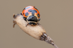 Hippodamia septemmaculata