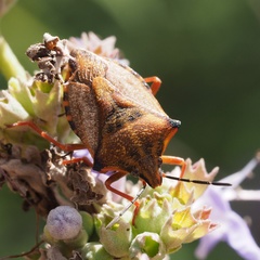 Carpocoris mediterraneus